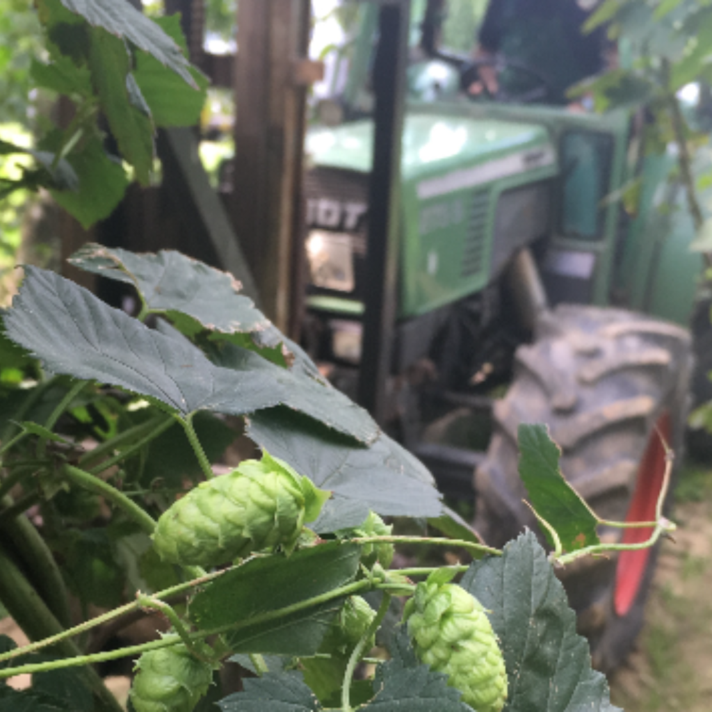 Hopfen verkaufen